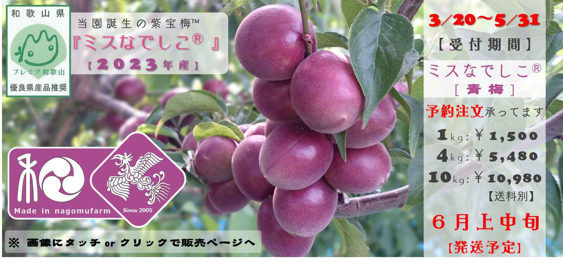 和歌山 紫 梅 パープル 10kg 2025年販売終了>【送料無料】<梅 和歌山 紫 梅 パープル 10kg 2025年販売終了>【送料無料】<梅
