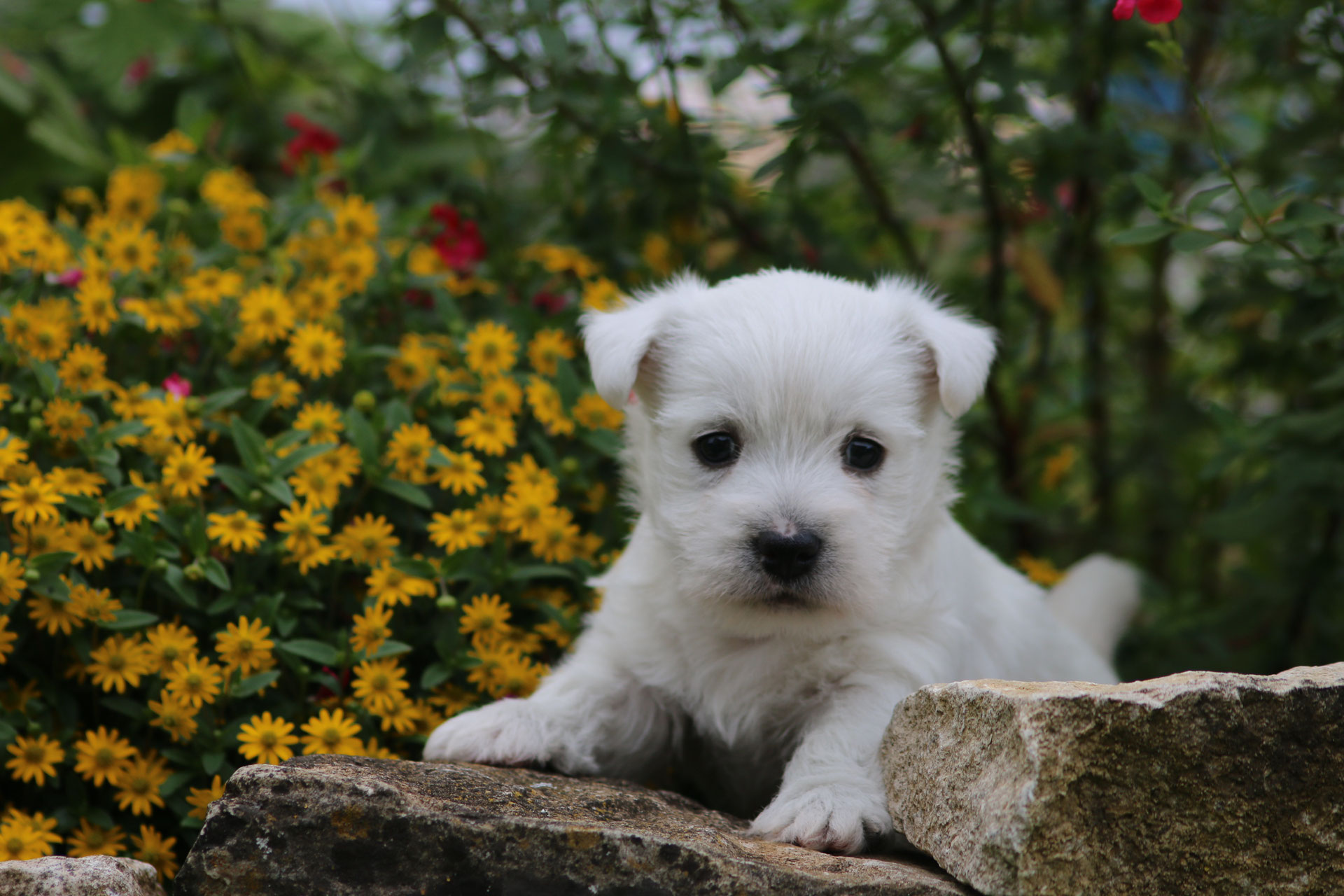 Chiot Westie Disponible Elevage De Cairn Terrier Elevage De Westie Chiot Westie Disponible Elevage De Cairn Terrier Elevage De Westie