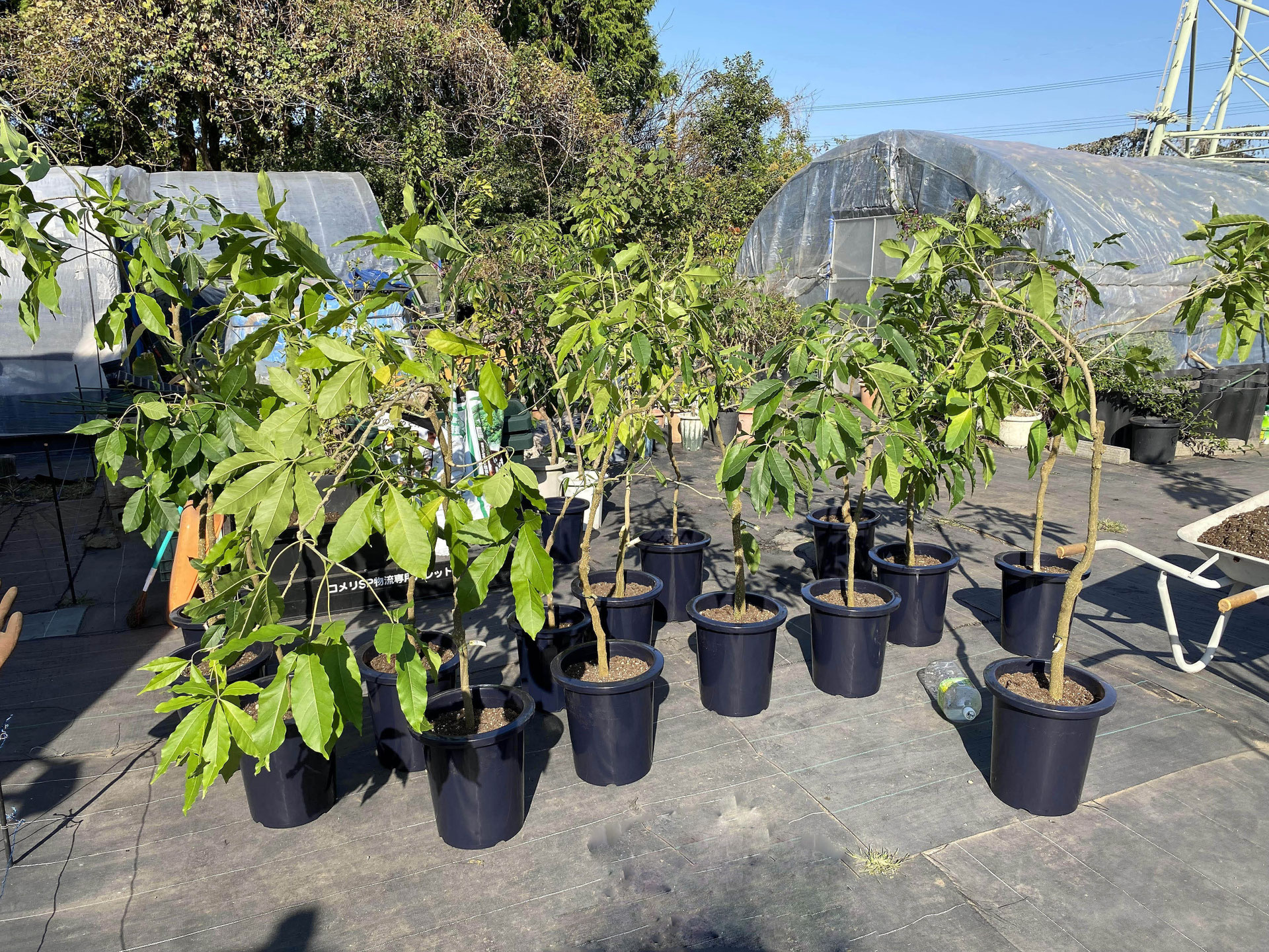 種から育てる - nangokunomori.com