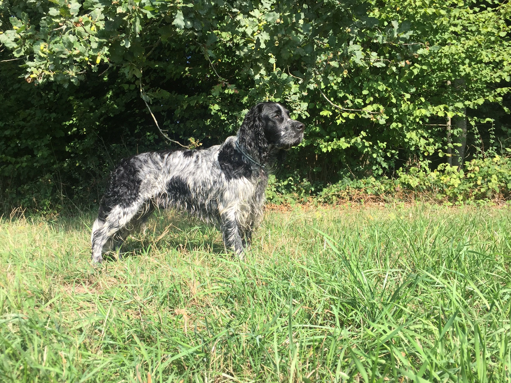 Springers Castle conan grizzly springerscastles seite!