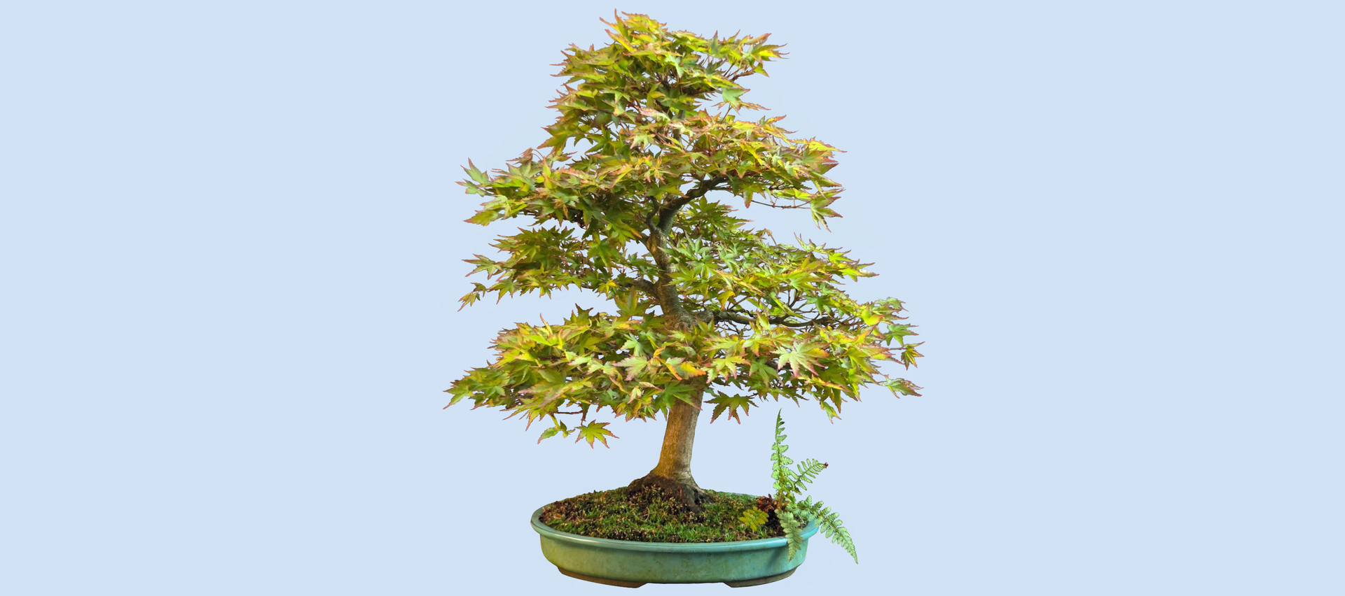 Der Arbeitskreis  - Bonsai Arbeitskreis Steinfurt