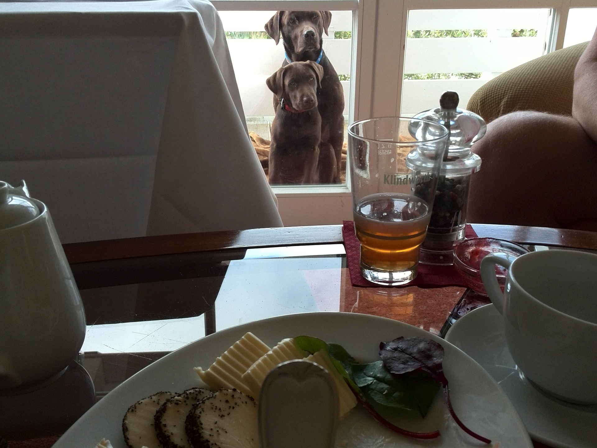 Hunden das Betteln abgewöhnen Hundeschule SimSammlerBim