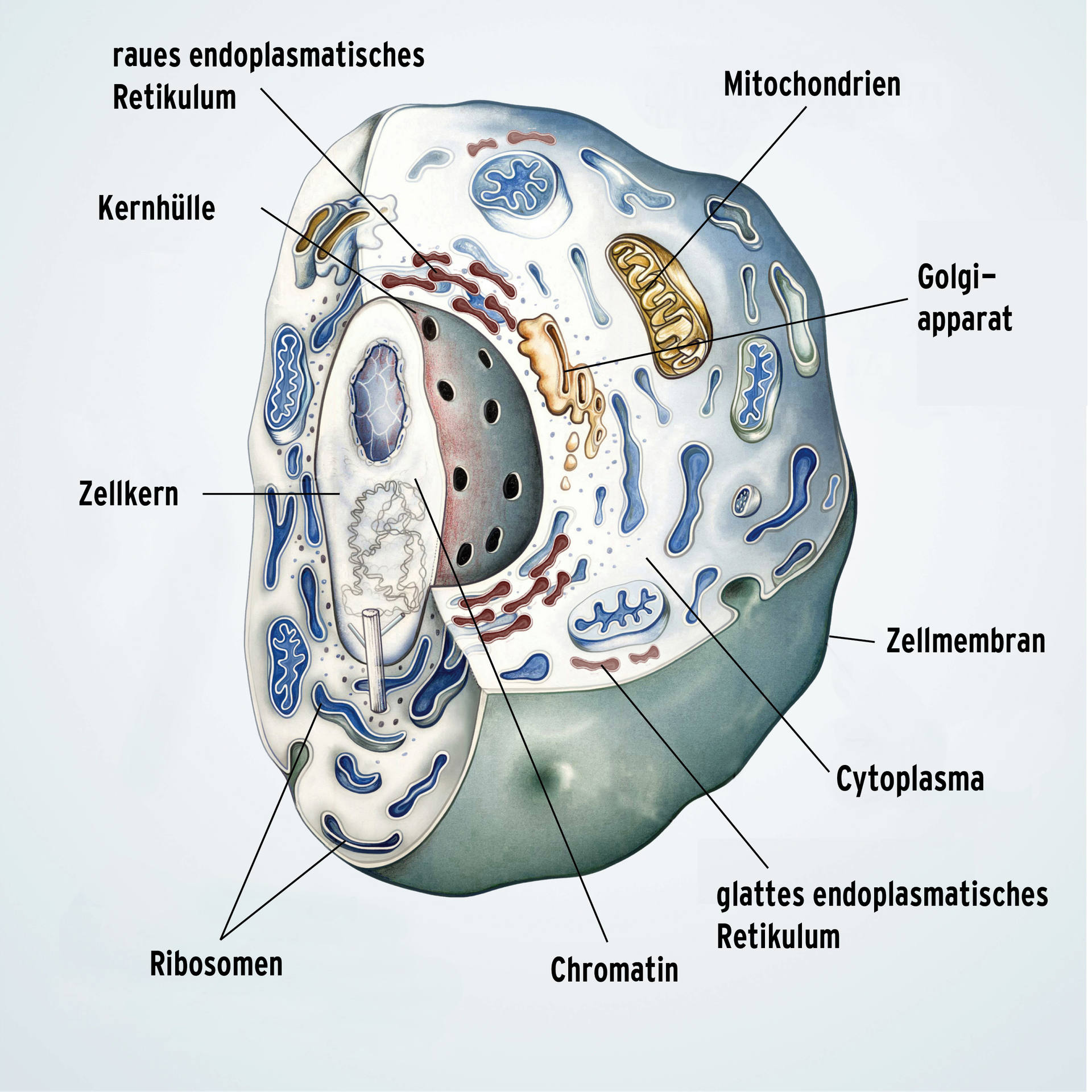 Entstehung Des Lebens Entstehung Des Lebens
