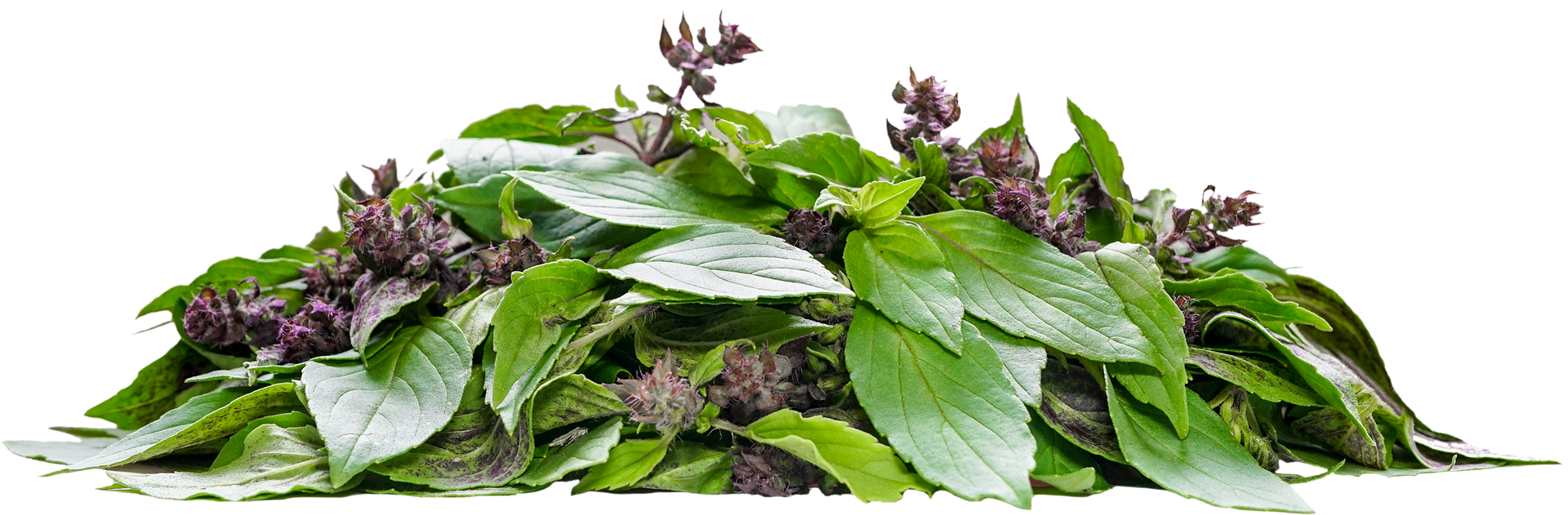 効能などの詳細 まつのやま茶倉