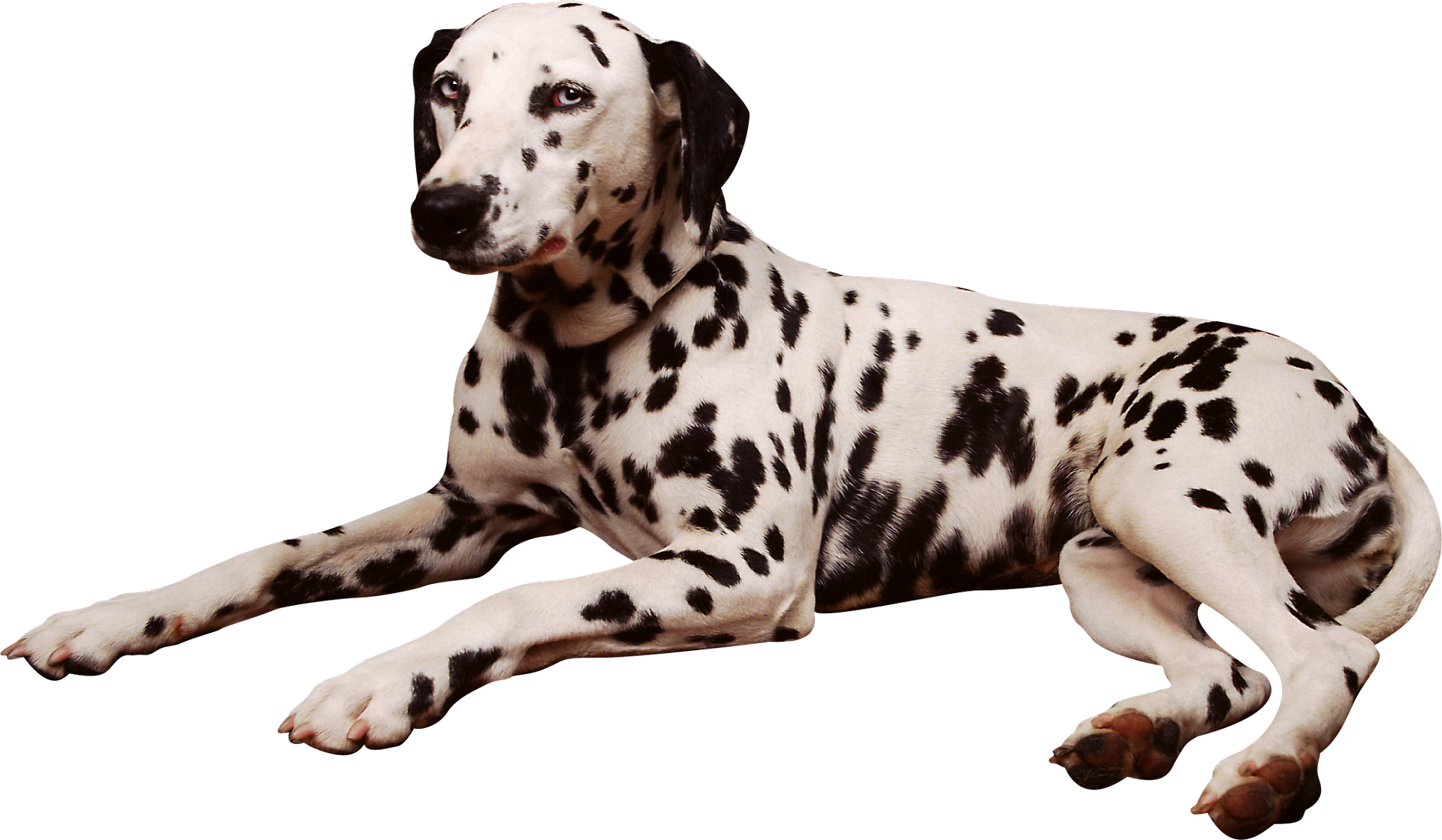 7 lettres 4 images chien avec cornes de cerf