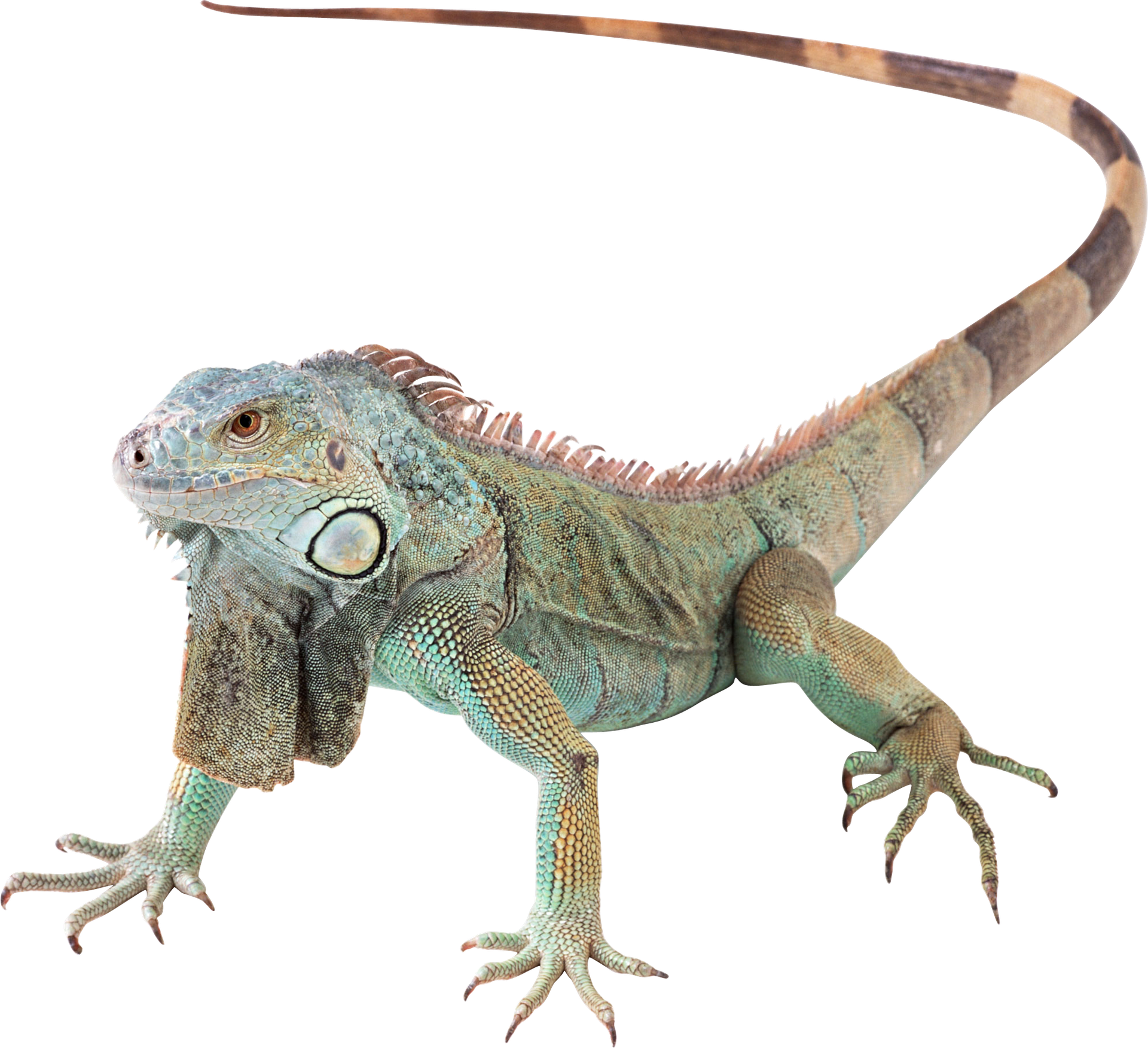 Iguane