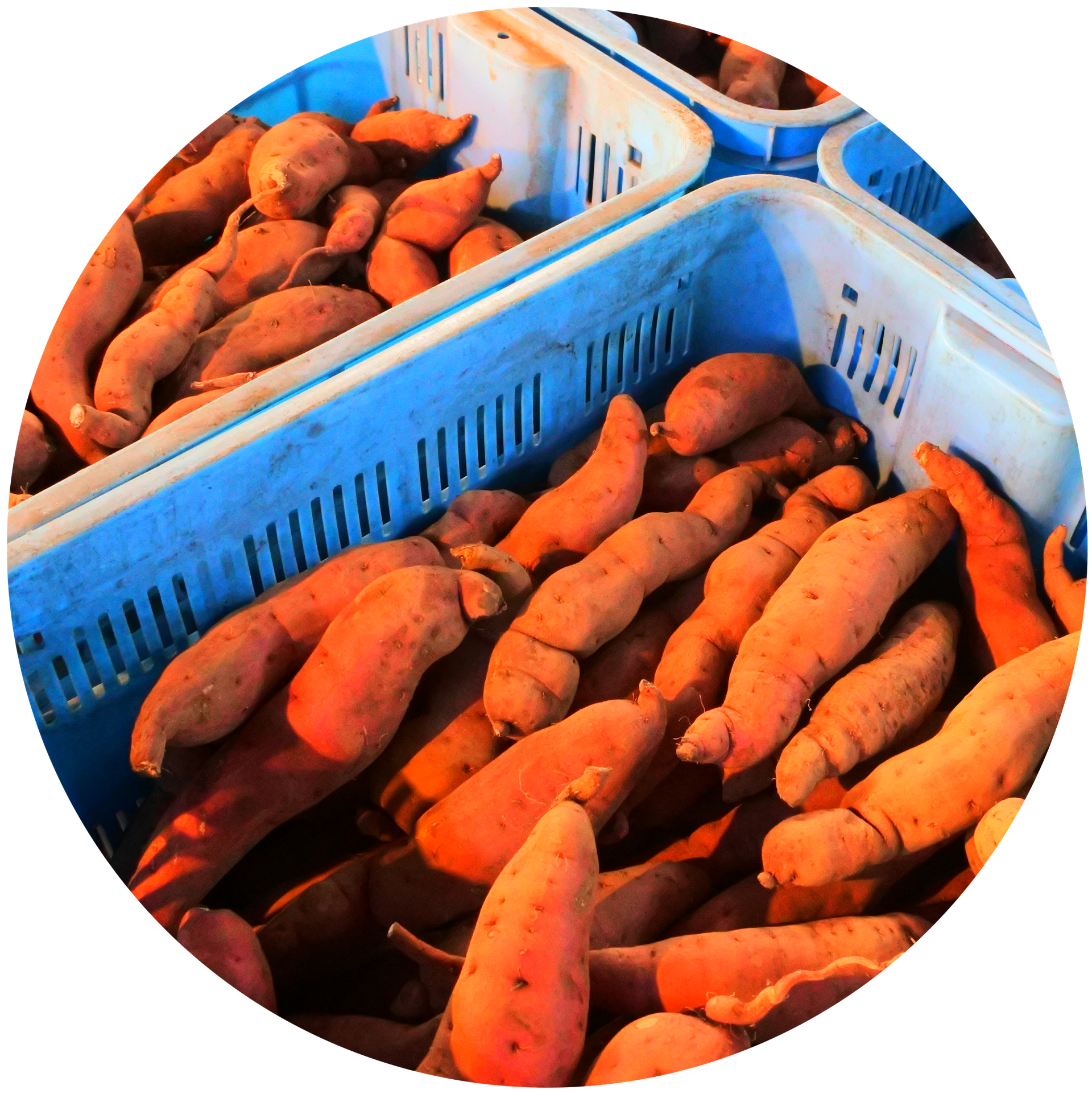 果物 野菜 みかん屋の株式会社井上