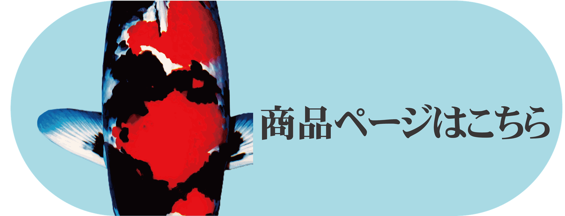 栗原養魚場 錦鯉通販 販売 栗原養魚場 栗原養魚場 錦鯉通販 販売 栗原養魚場