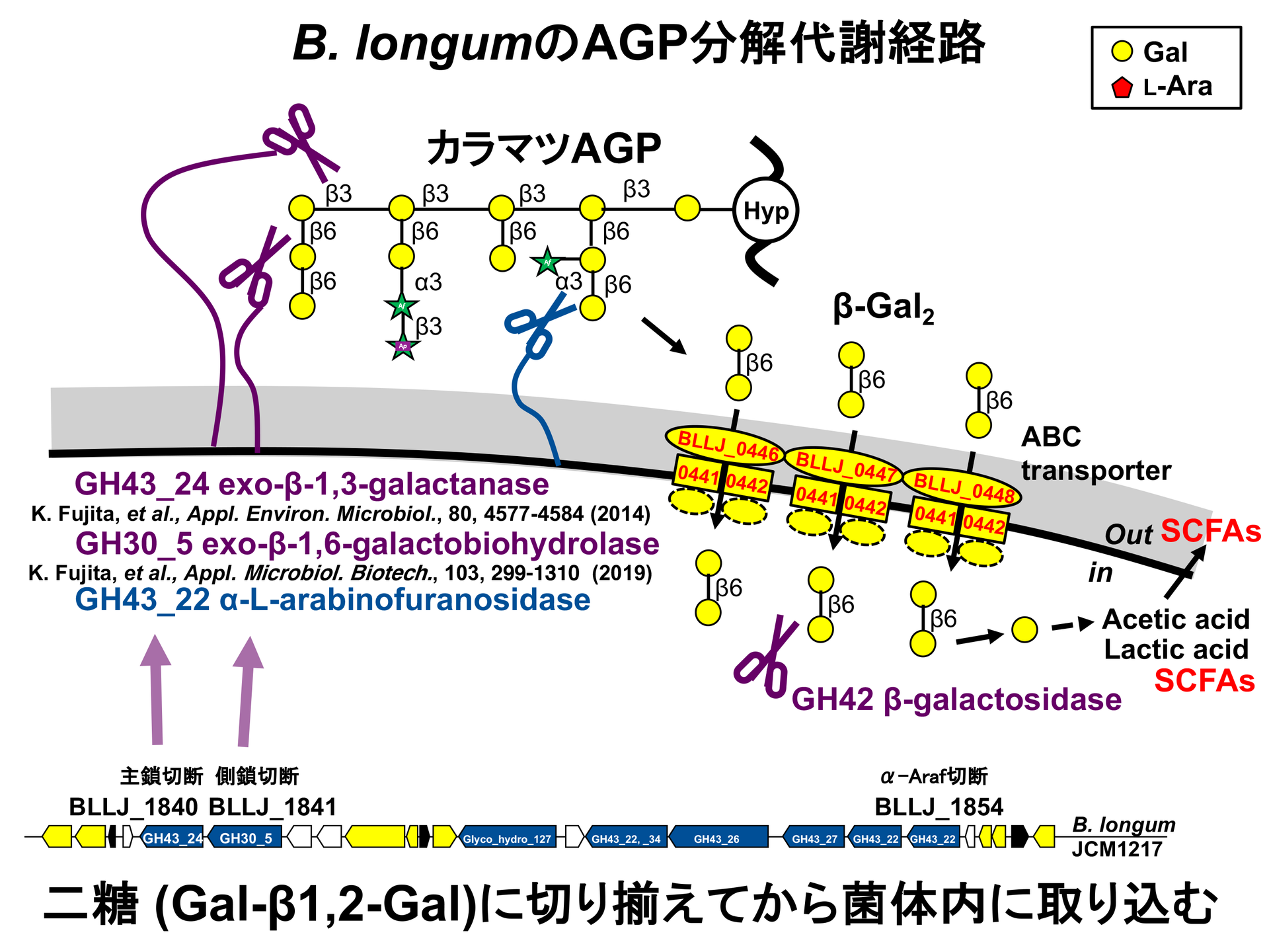 アラビノガラクタンプロテイン(AGP)分解酵素群をビフィズス菌
