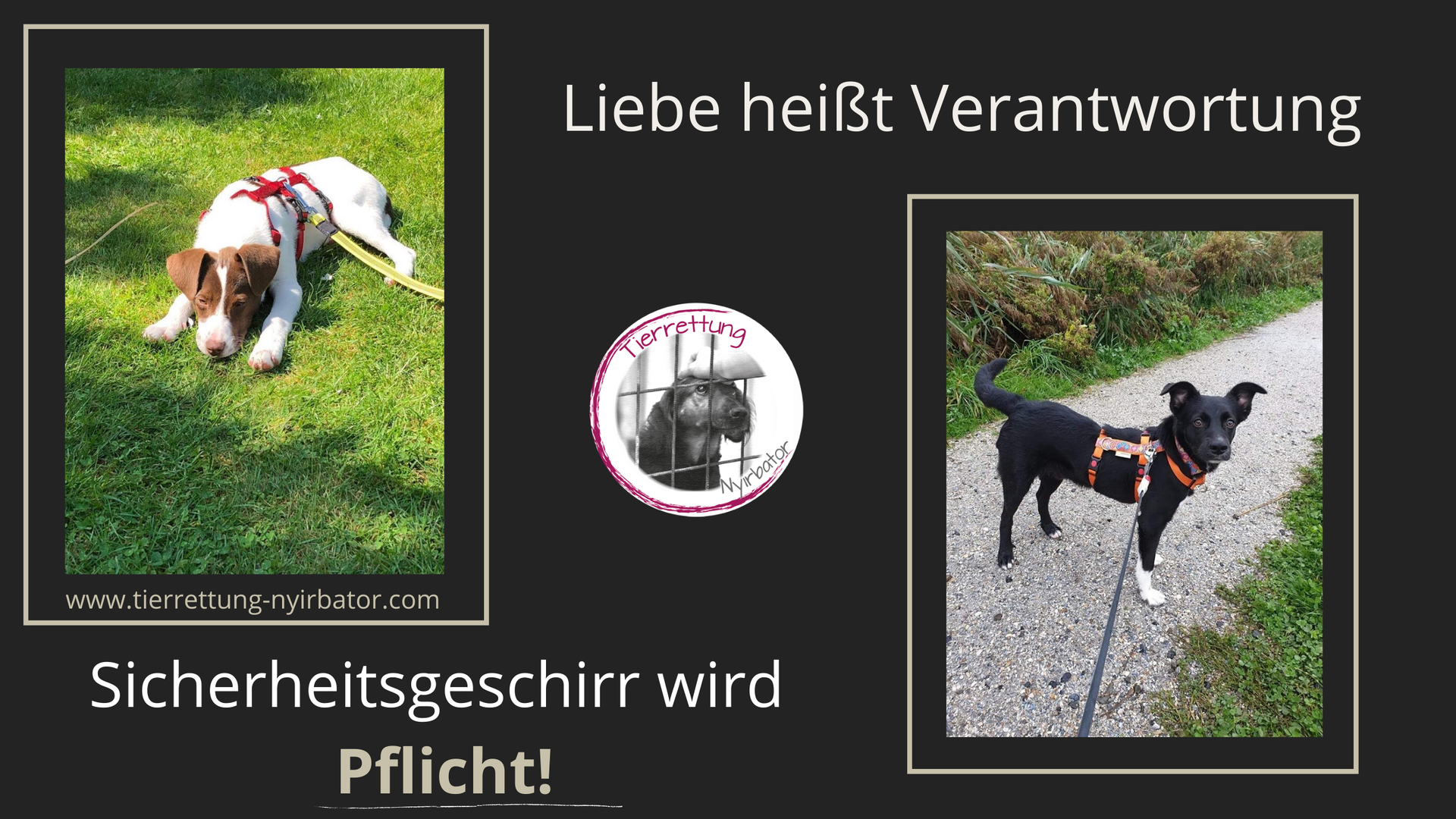 Ungarn Hunde