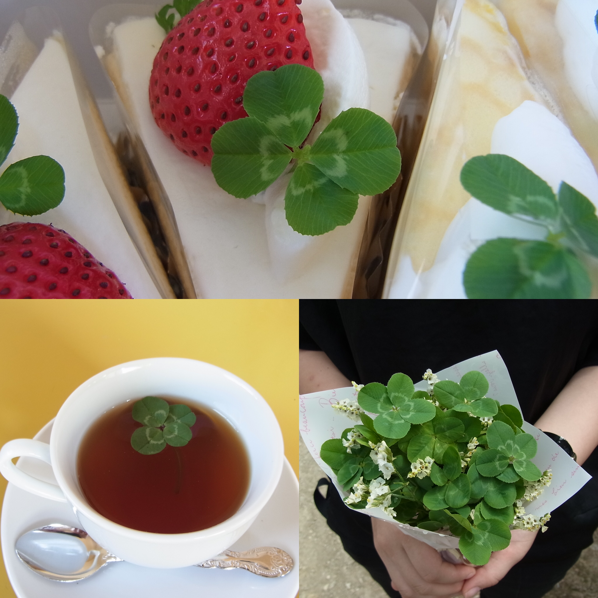 食べられる 四葉のクローバー購入 Edibleflower エディブルフラワー食べられる花