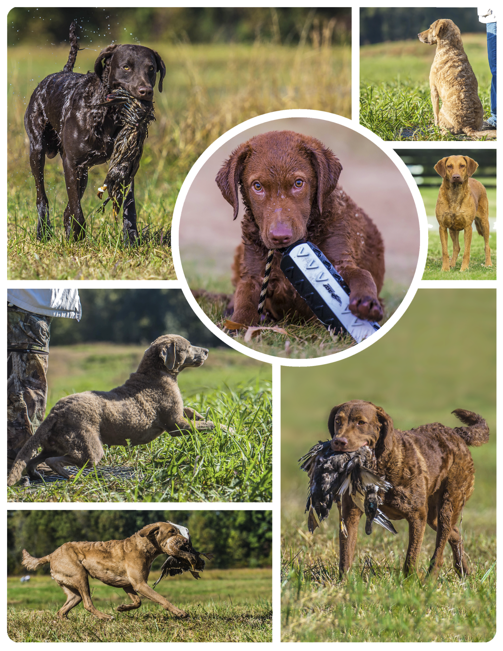 Ash chesapeake sale bay retriever