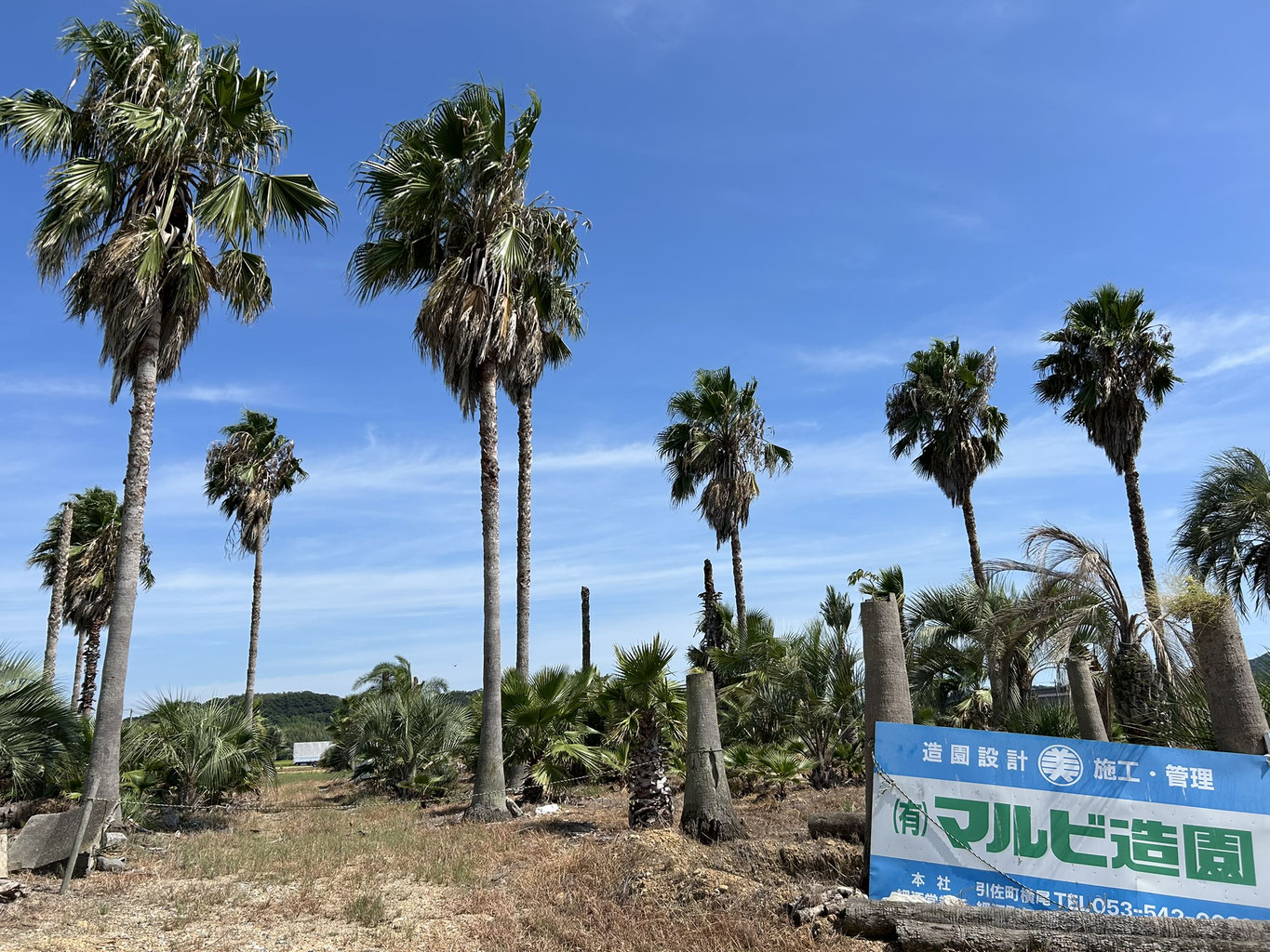 ヤシの木販売 - ヤシの木 マルビ造園 浜松市 へようこそ