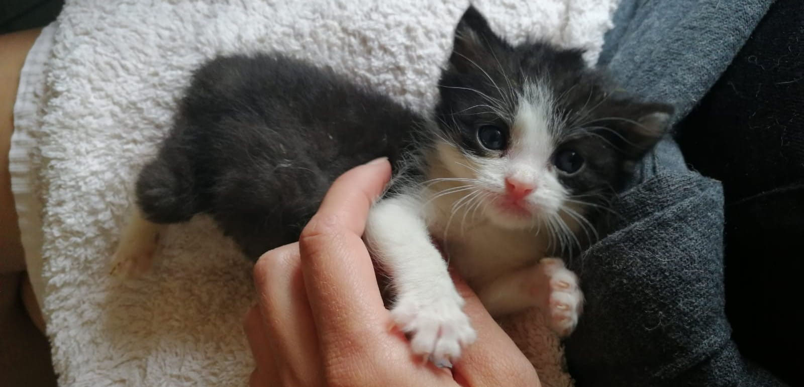 Katzen Tsv Krems Webseite