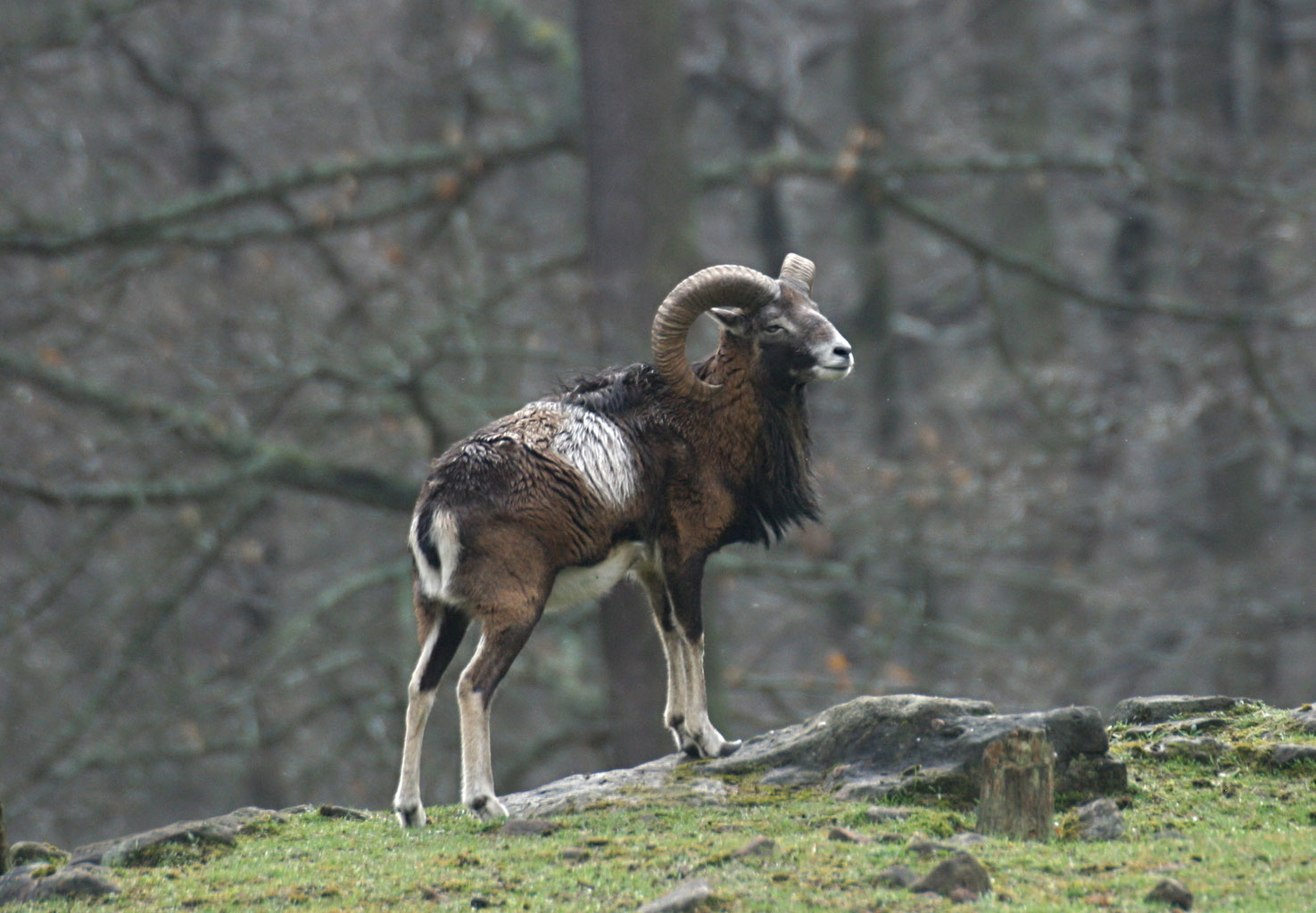 Muffel (Wildschaf) - Wildpark Kaiserslautern Förderverein