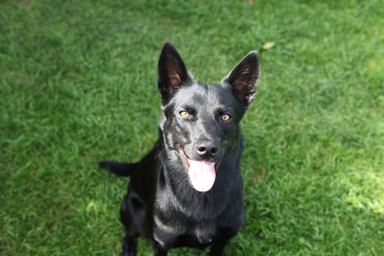 sachkundenachweis wien deinhunddeinpartner