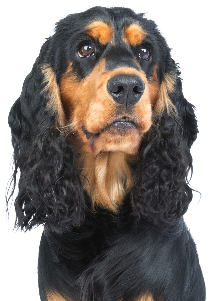 Englisch Cocker Spaniel Zfr E V