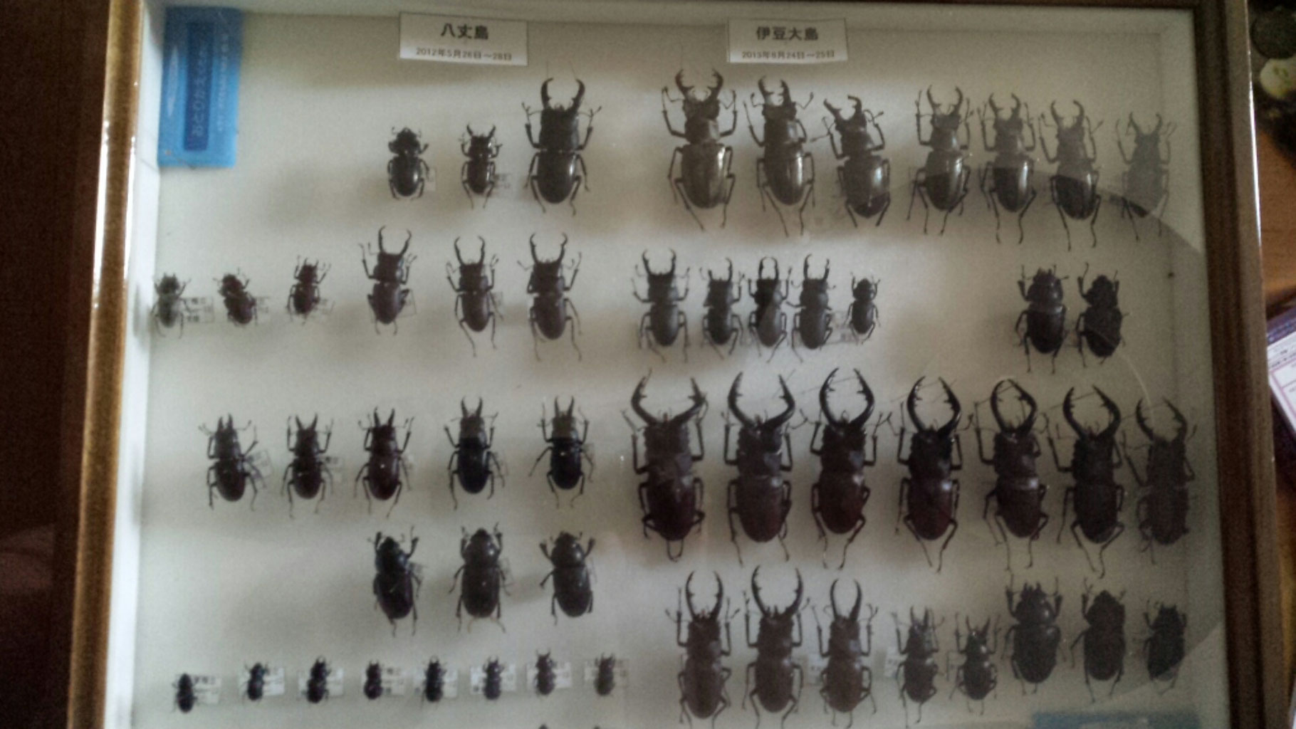 2013年8月 伊豆大島採集の思い出 - クワガタ採集記と採集方法紹介