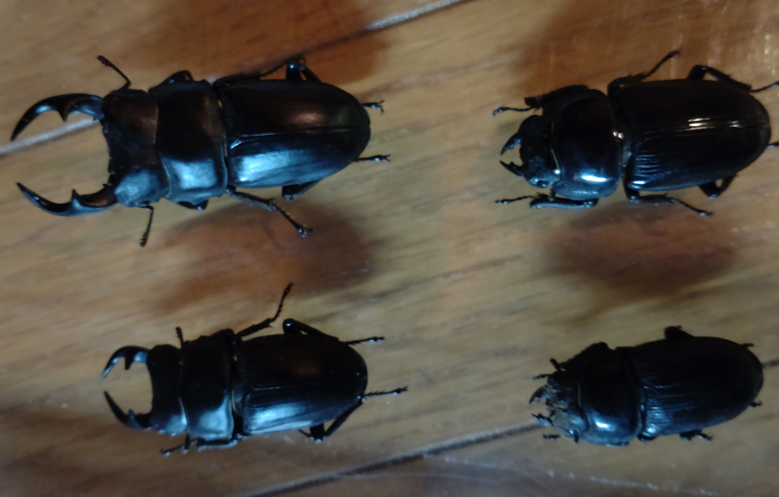 過去最高！なんと、オオクワガタ4頭採集！ - クワガタ採集記と採集方法