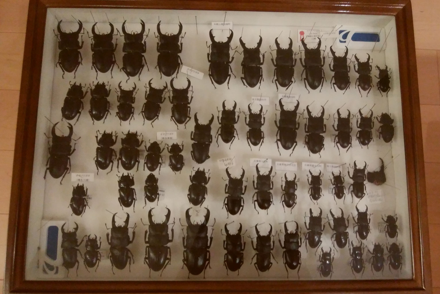 和歌山県 マメクワガタ幼虫羽化品 <0211z標本> (コレクションの 和歌山県 マメクワガタ幼虫羽化品 <0211z標本> (コレクションの