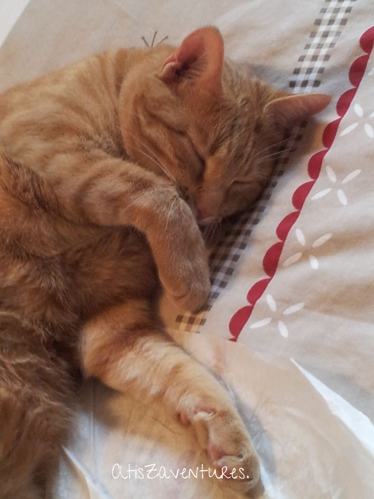 Y A Le Chat Qui Miaule Site Jimdo De Atis Chaton
