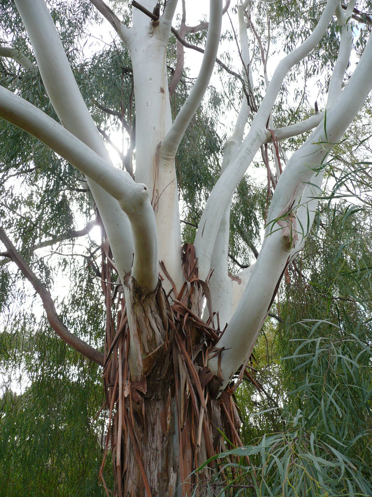 Les Eucalyptus : un genre éclairé - Au Coeur des Essentielles