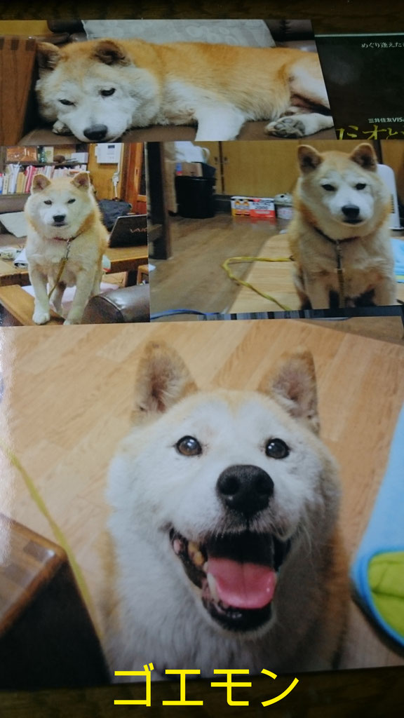 看板犬 柴犬 福のこと 小川又兵衛商店 看板犬 柴犬 福のこと 小川又兵衛商店