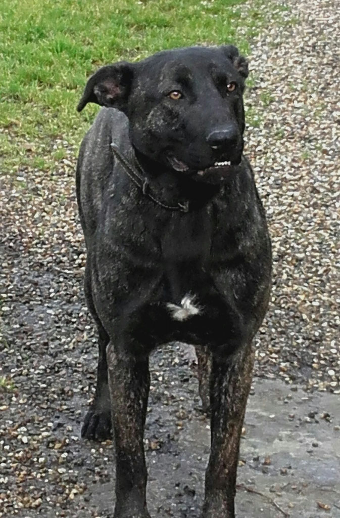 Octobre 2019 : Ils ont été adoptés - Refuge animalier de ...