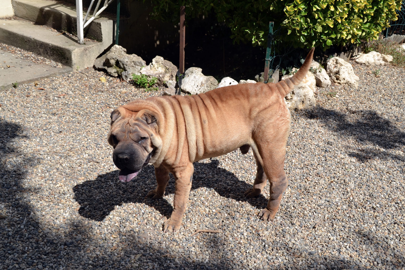 Nos Chiens Refuge Animalier De Brax Près Dagen 47