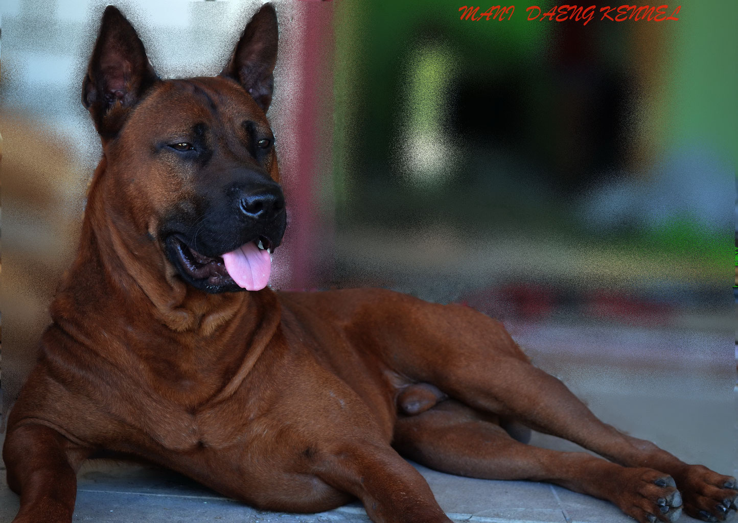 Тайские Риджбеки Mani Daeng/Thai ridgeback dog - Питомник Тайских ...