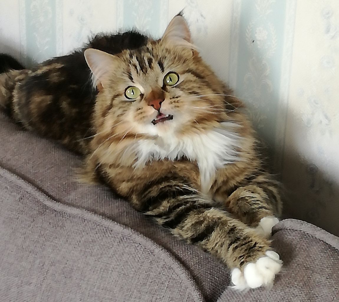 Våra katter sib925618