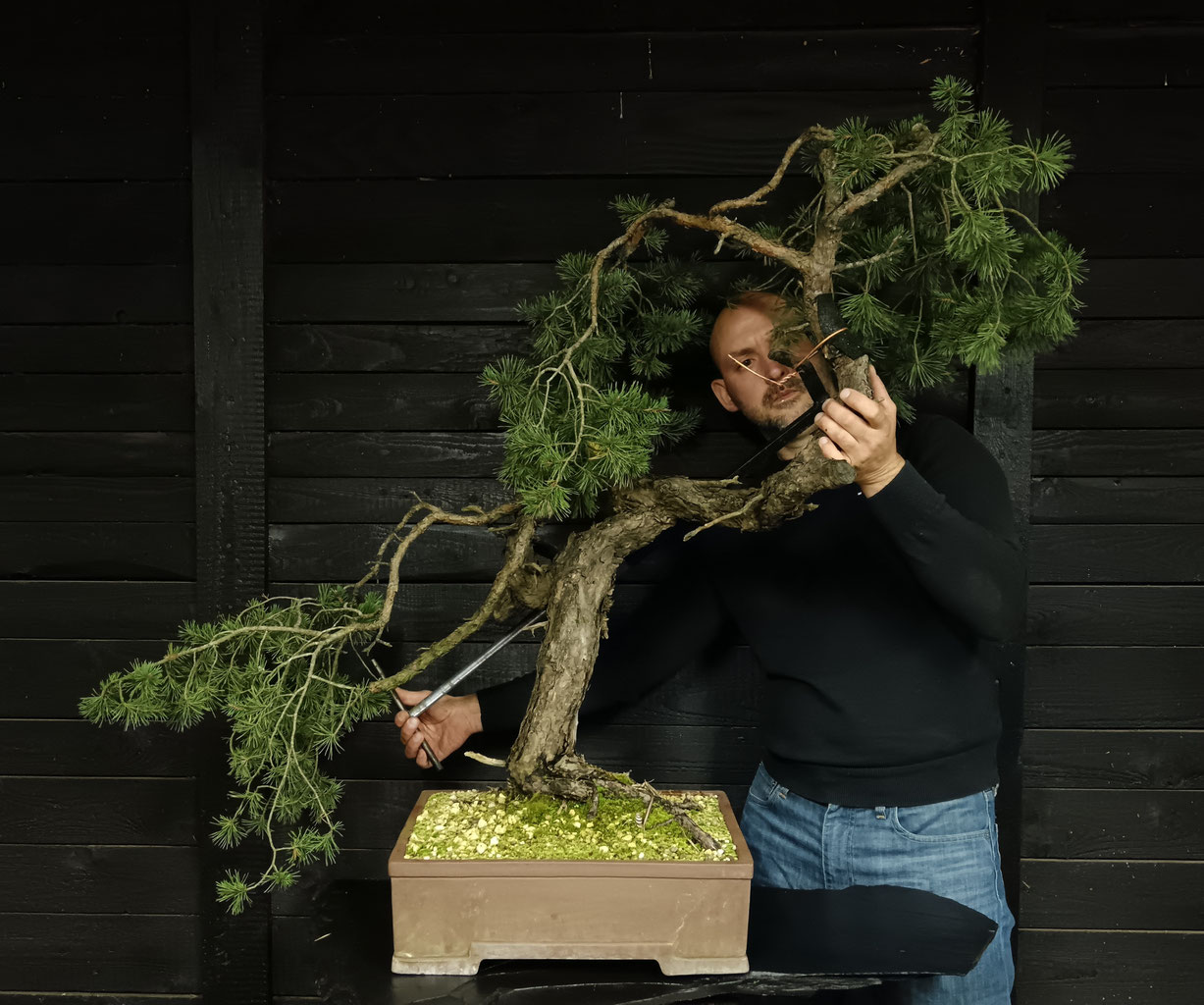 WALDKIEFER PINUS SYLVESTRIS - bonsaidenniss Webseite!