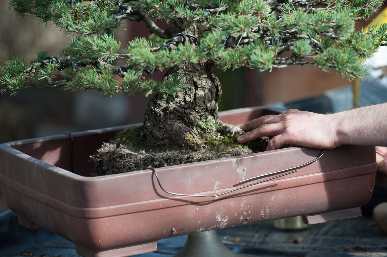 bonsai kiryu Akadama Kiryu Bonsai Soil for Cactus Succulents Bonsai Plants Japanese Hard  Akadama 1lbs main image 1