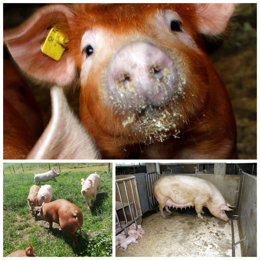 Porco Sano ist eine Marke der utro Fikovit AG Utro Fikovit AG