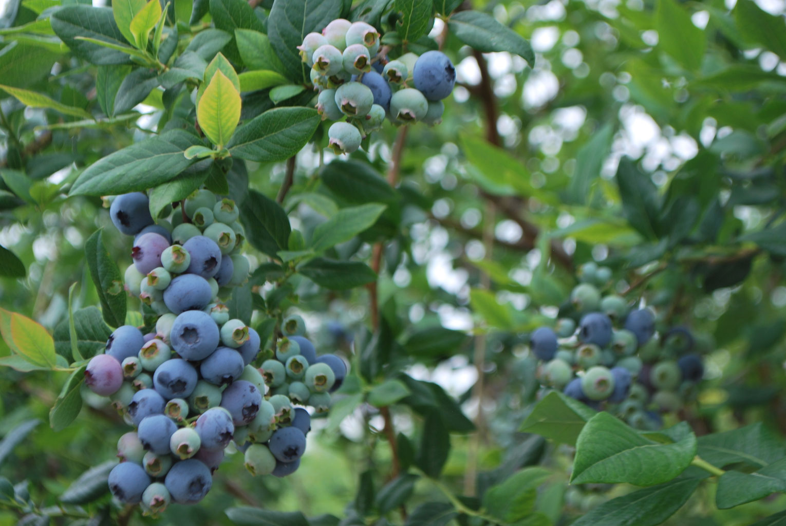 ブルーベリーの種類 Ajblueberryfarm ページ