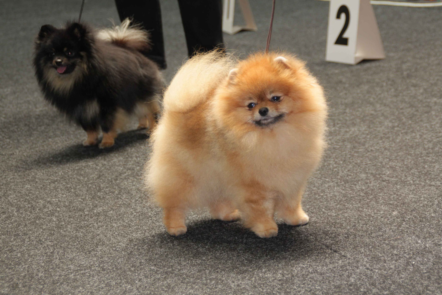 Informationen Taischan Pomeranian/Zwergspitz &amp; Chihuahua