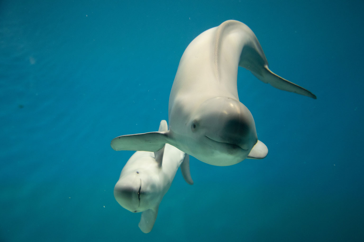 研究論文紹介 Cetacean Research Center Mie Univ 研究論文紹介 Cetacean Research Center Mie Univ
