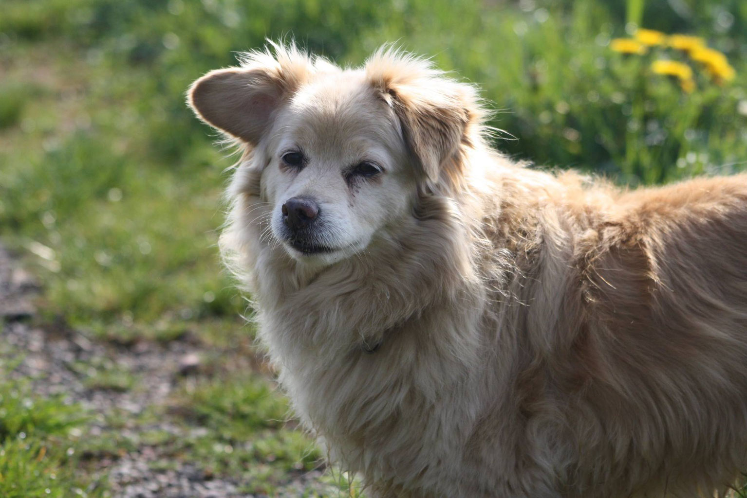 Wann ist ein Hund alt hundephysiotherapiemarxs Webseite!