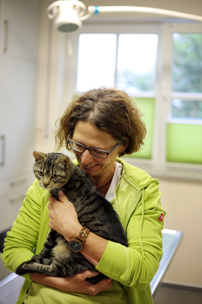 zahngesundheit und zahnerkrankungen der katze