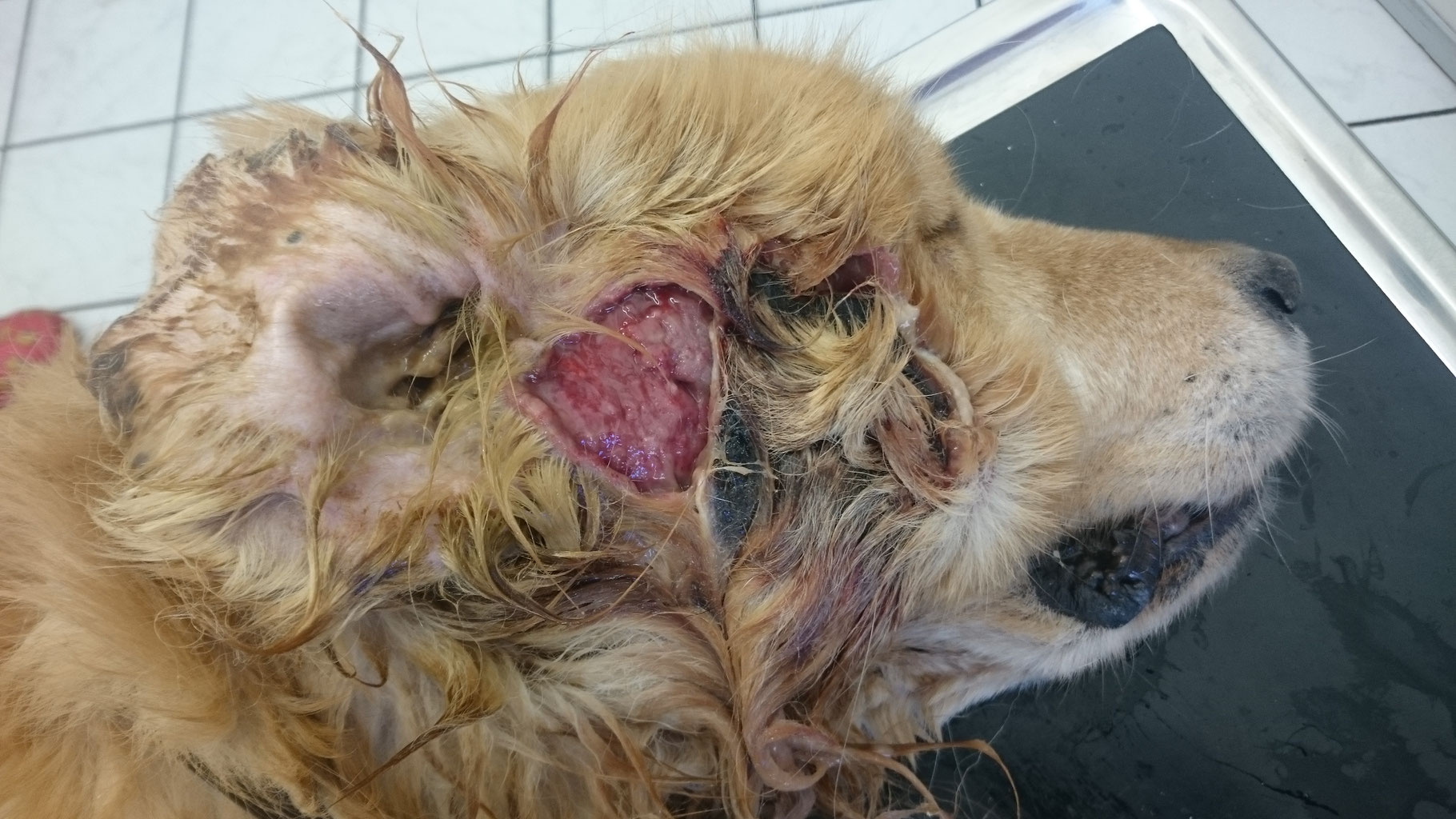 notfall liebevolle pflegestelle oder neues zuhause fur kleinen unglucksraben gesucht tierarztamwestends webseite