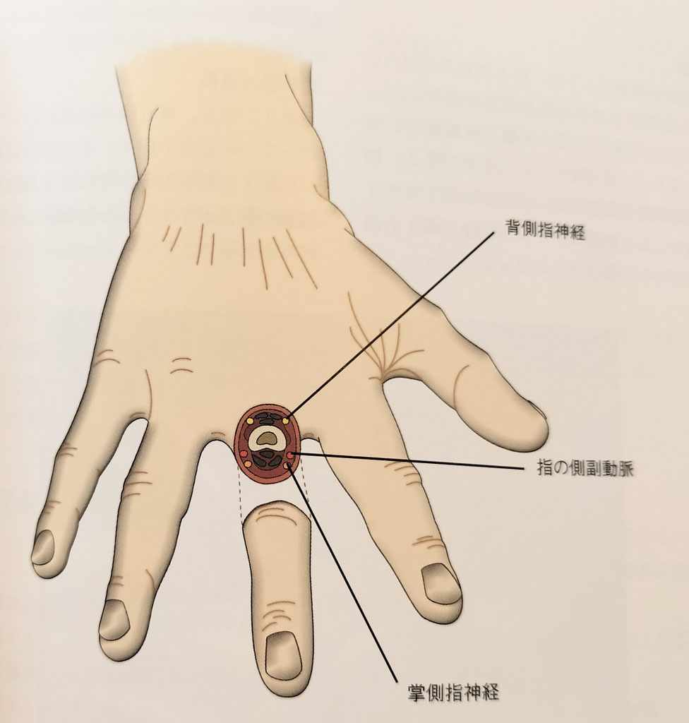 自分でできる神経マニピュレーションと神経の法則 - 米子で整体・整骨