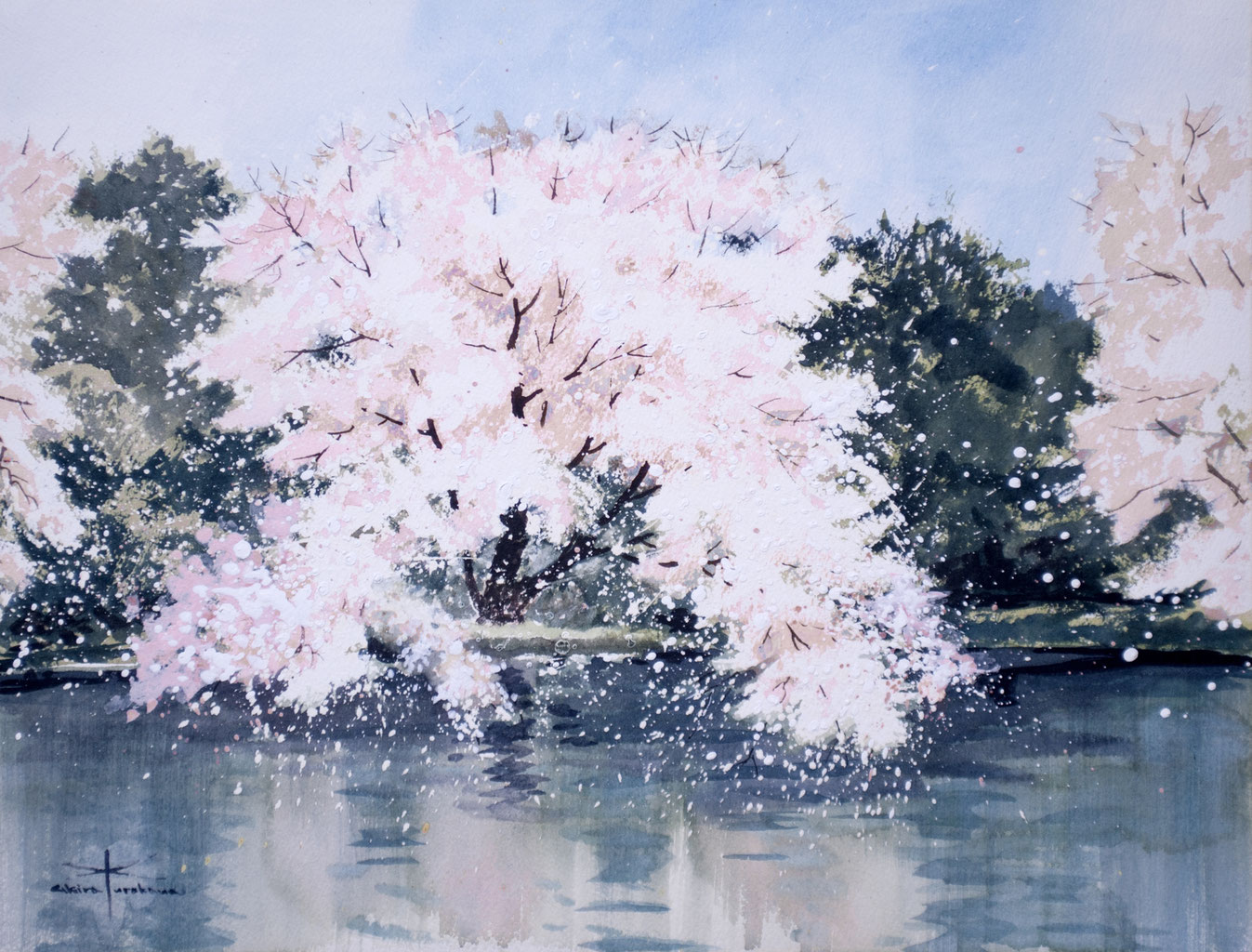 2018年4月 桜 - 画家・黒川明の絵画教室