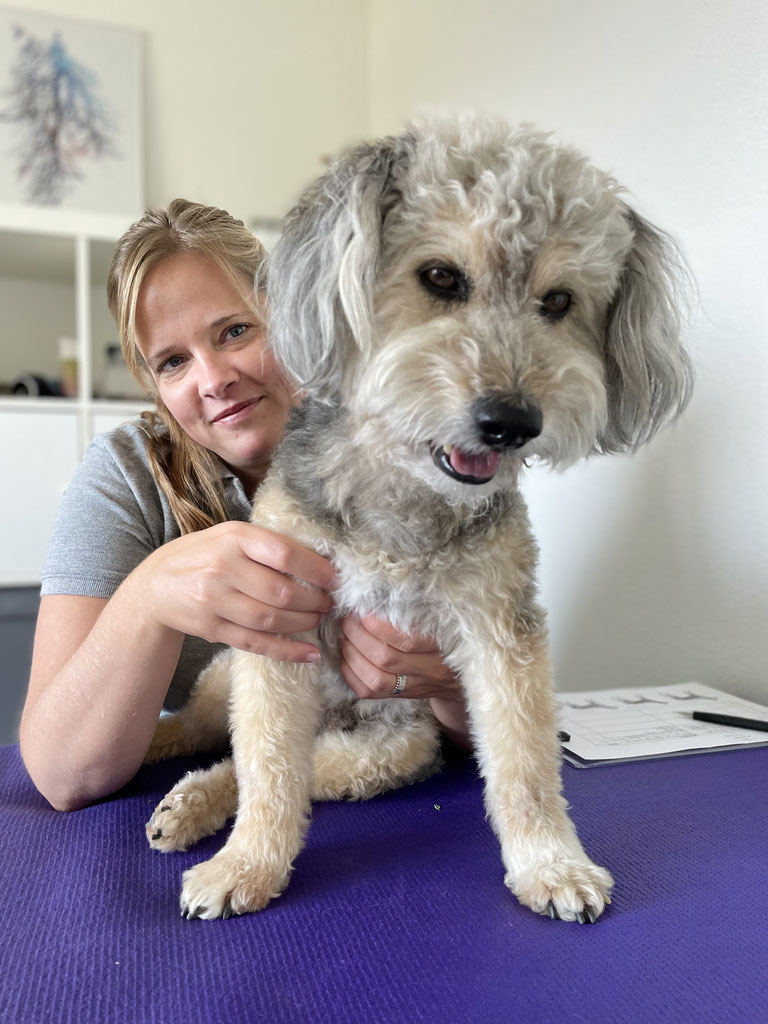 (c) Db-dogbalance.ch