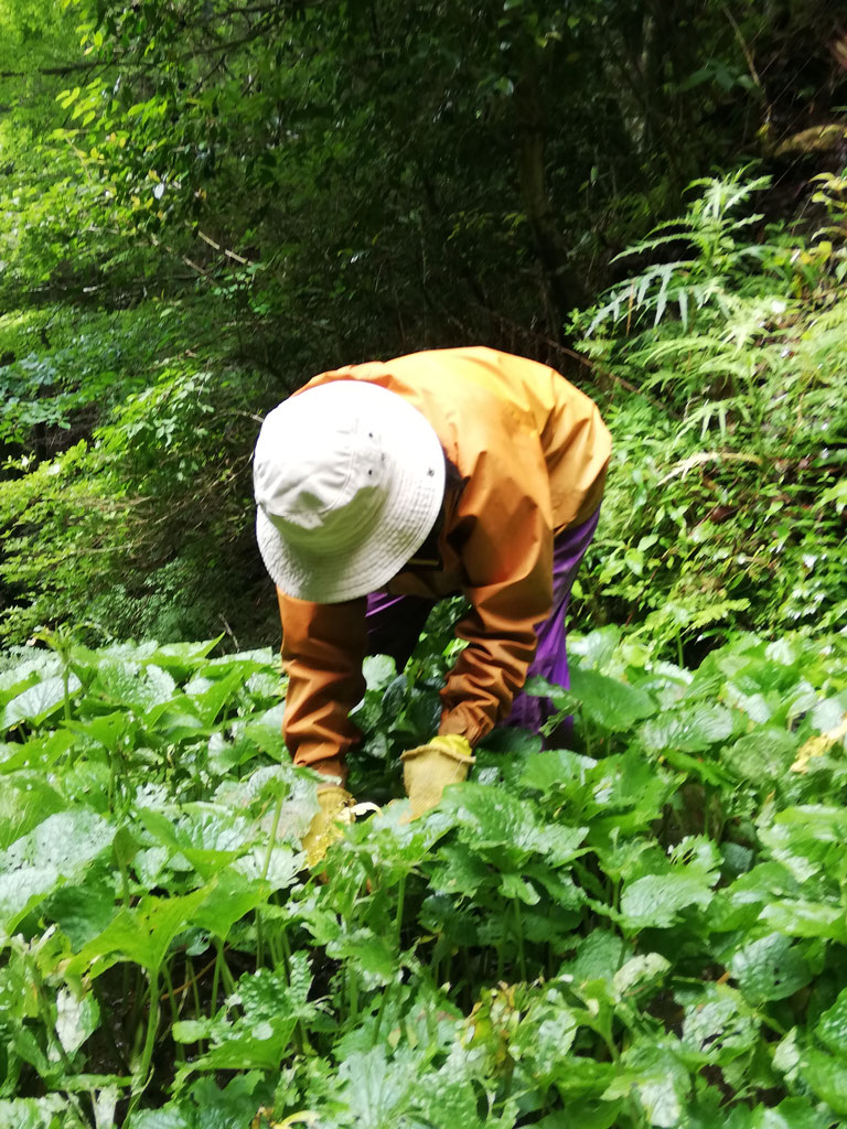 甘い無農薬ビワ 20年栽培 びわ 茂木びわ 送料無料 25個入 Lサイズ 無農薬 長崎産 果物