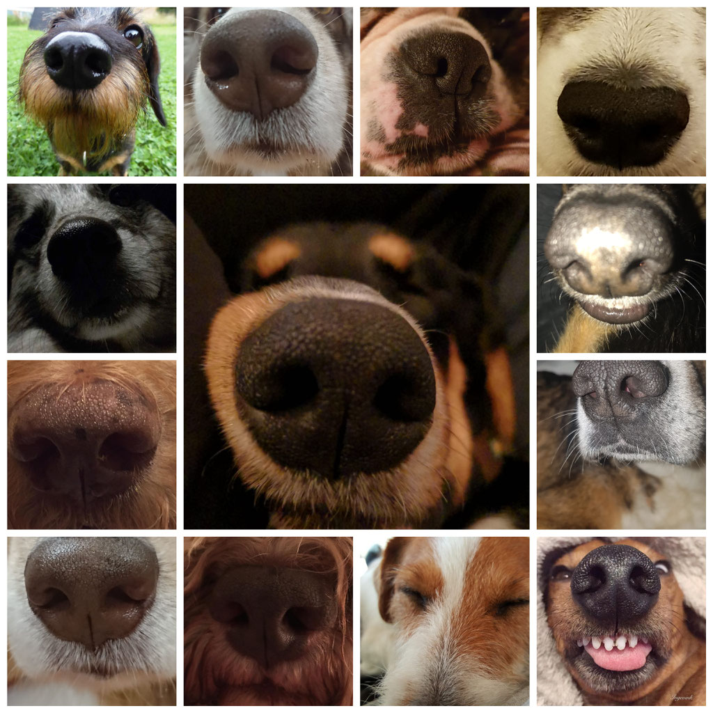 (c) Vip-hundetraining.ch