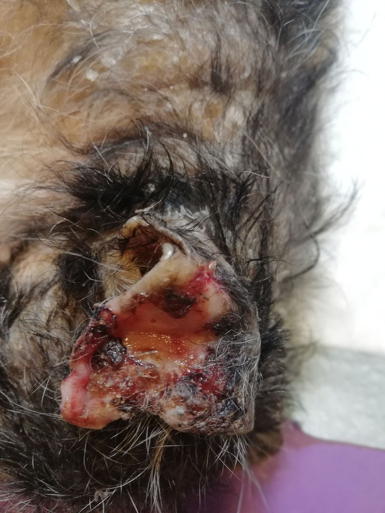 Nichtbehandelte Leishmaniose Tierarztpraxis Dr. Nina Buschmann