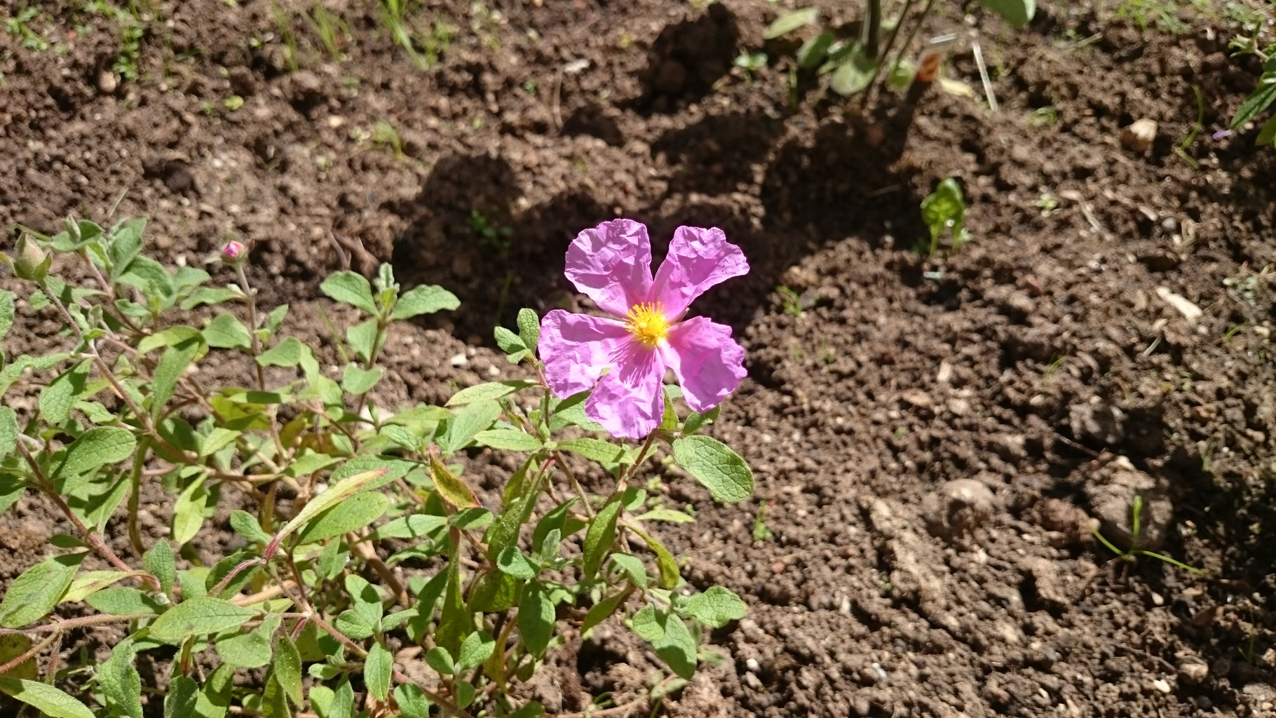 Cistus Incanus Tierheilpraktikerin Katharina Dechant