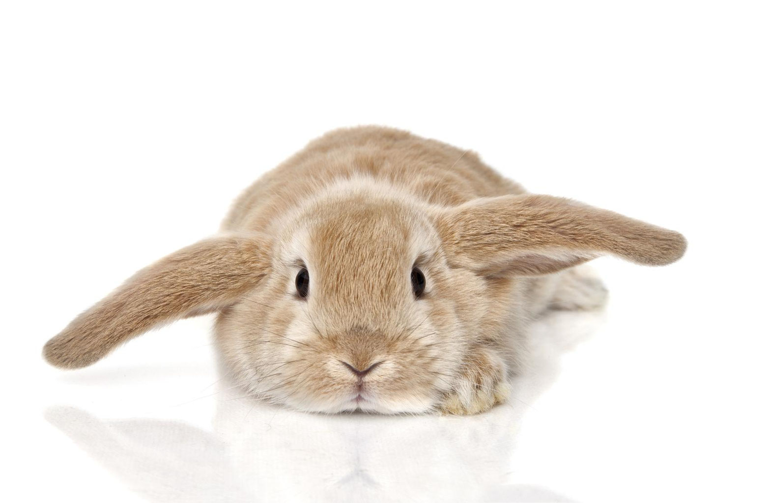 Schon gewusst der unterschied zwischen Hasen