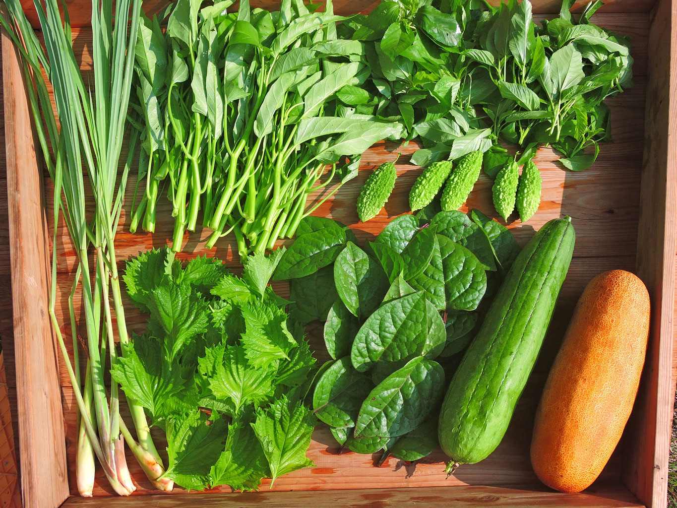 農薬不使用 自然農法 リクガメ 桑の葉 季節の野菜野草の詰め合わせ 7f1c8a0cb5715724afcf2bbe26c1ea