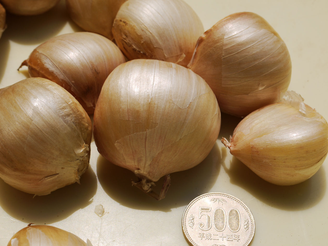 ジャンボニンニク 無臭ニンニク 無農薬 無化学肥料の自然農法 矢戸田自然塾 自然農法 無農薬 無化学肥料 無肥料 の野菜 梅を和歌山の山あいから宅配 農家民泊